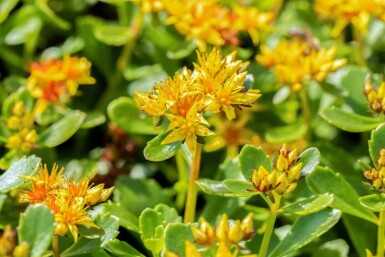 Vetkruid Sedum kamtschaticum 5-10 pot P9 Sedum kamtschaticum