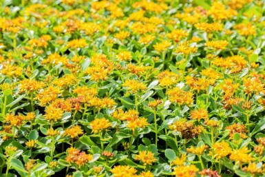 Vetkruid Sedum kamtschaticum 5-10 pot P9 Sedum kamtschaticum