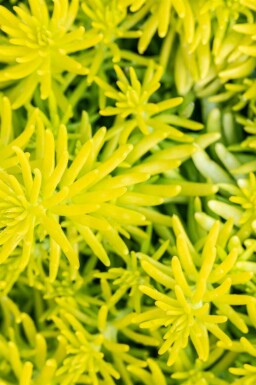 Sedum reflexum 'Angelina'