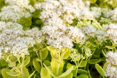 Sedum spectabile 'Stardust'