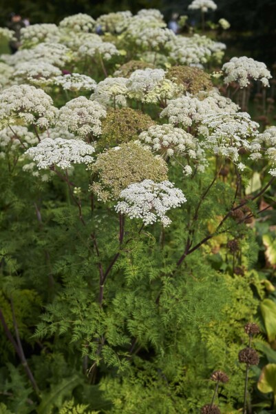 Selinum wallichianum