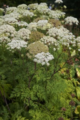Bergselderij Selinum wallichianum 5-10 pot P9 Selinum wallichianum