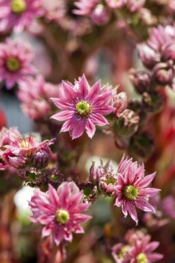 Spinnenwebhuislook Sempervivum arachnoideum 5-10 pot P9 Sempervivum arachnoideum