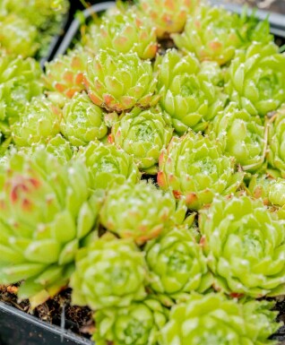 Spinnenwebhuislook Sempervivum arachnoideum 5-10 pot P9 Sempervivum arachnoideum