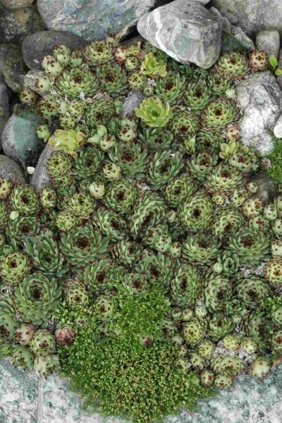 Sempervivum tectorum