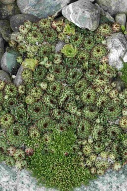Sempervivum tectorum