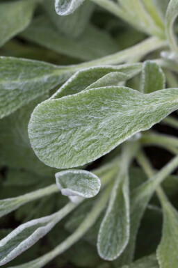 Griekse bergthee Sideritis syriaca 5-10 pot P9 Sideritis syriaca