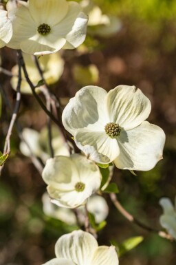 Cornus florida