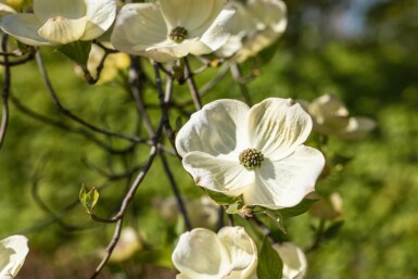 Cornus florida