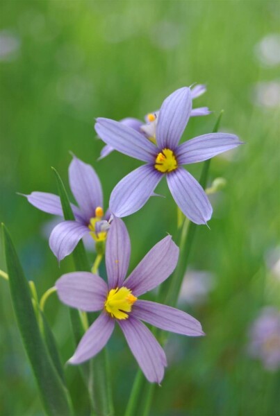 Sisyrinchium angustifolium
