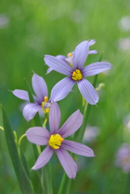 Blauwe sterretjes Sisyrinchium angustifolium 5-10 pot P9 Sisyrinchium angustifolium