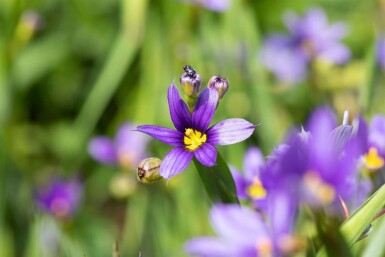 Blauwe sterretjes Sisyrinchium angustifolium 5-10 pot P9 Sisyrinchium angustifolium