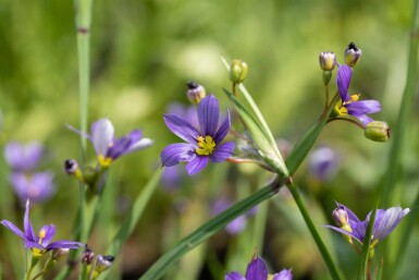 Sisyrinchium angustifolium