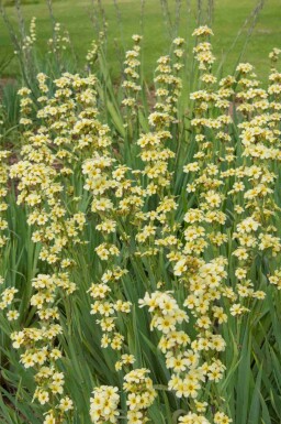 Bieslelie Sisyrinchium striatum 5-10 pot P9 Sisyrinchium striatum
