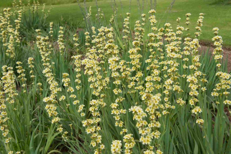 Bieslelie Sisyrinchium striatum 5-10 pot P9 Sisyrinchium striatum