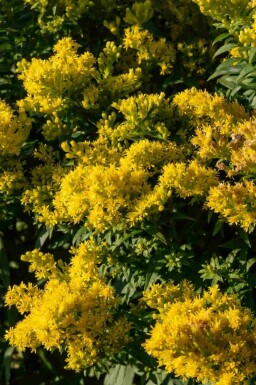 Guldenroede Solidago 'Golden Mosa' 5-10 pot P9 Solidago 'Golden Mosa'