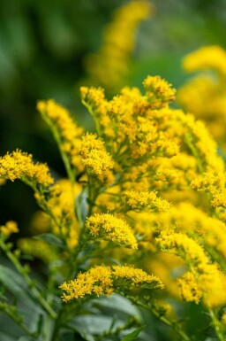 Guldenroede Solidago 'Strahlenkrone' 5-10 pot P9 Solidago 'Strahlenkrone'
