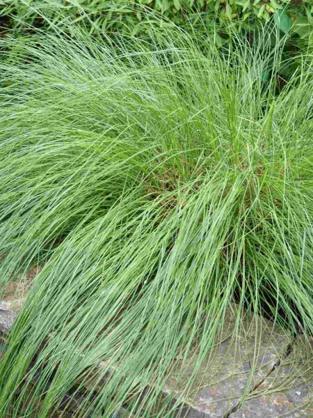Sporobolus heterolepis