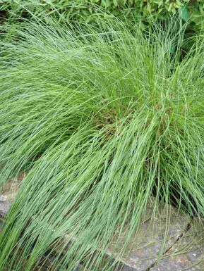Parelgras Sporobolus heterolepis 5-10 pot P9 Sporobolus heterolepis