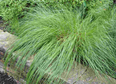 Parelgras Sporobolus heterolepis 5-10 pot P9 Sporobolus heterolepis