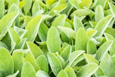 Stachys byzantina 'Big Ears'