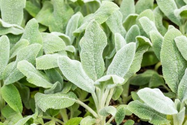 Ezelsoor Stachys byzantina 'Silver Carpet' 5-10 pot P9 Stachys byzantina 'Silver Carpet'