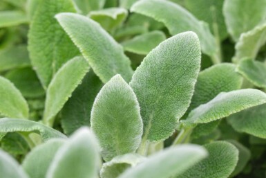 Ezelsoor Stachys byzantina 'Silver Carpet' 5-10 pot P9 Stachys byzantina 'Silver Carpet'