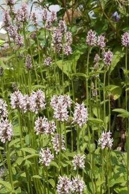Andoorn Stachys monieri 'Rosea' 5-10 pot P9 Stachys monieri 'Rosea'