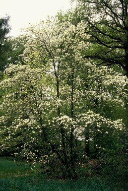 Cornus kousa C12 100-125