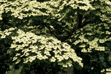 Cornus kousa C12 100-125