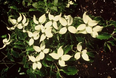 Cornus kousa C12 100-125