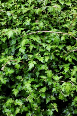 Kleine stephanandra Stephanandra incisa 'Crispa' 5-10 pot P9 Stephanandra incisa 'Crispa'