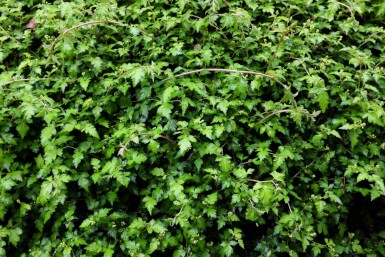 Kleine stephanandra Stephanandra incisa 'Crispa' 5-10 pot P9 Stephanandra incisa 'Crispa'