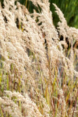 Stipa calamagrostis