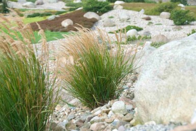 Stipa calamagrostis
