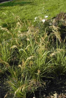 Vedergras Stipa capillata 5-10 pot P9 Stipa capillata