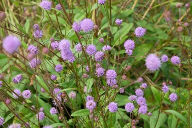 Succisa pratensis