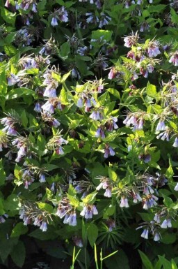 Symphytum azureum