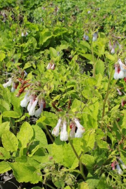 Symphytum grandiflorum 'Wisley Blue'
