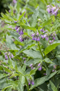 Gewone smeerwortel Symphytum officinale 5-10 pot P9 Symphytum officinale