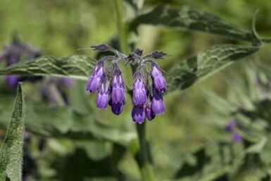 Gewone smeerwortel Symphytum officinale 5-10 pot P9 Symphytum officinale