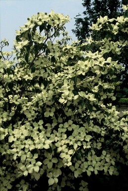 Japanse kornoelje Cornus kousa 'China Girl' Pot Cornus kousa 'China Girl' struik