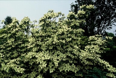 Japanse kornoelje Cornus kousa 'China Girl' Pot Cornus kousa 'China Girl' struik