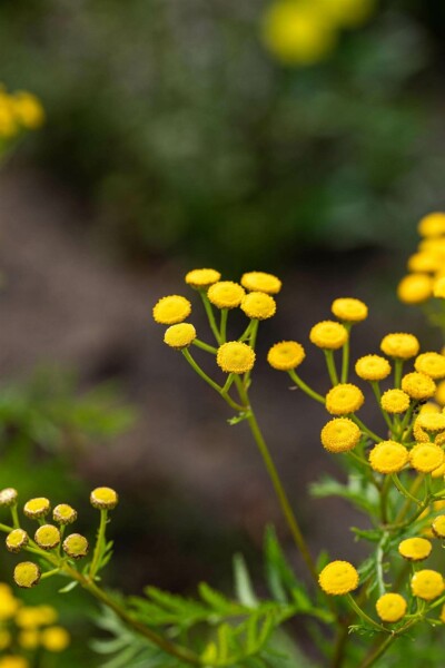 Boerenwormkruid Tanacetum vulgare 5-10 pot P9 Tanacetum vulgare