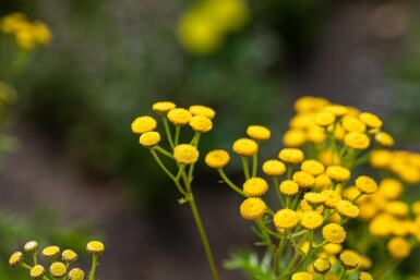 Tanacetum vulgare
