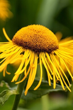 Telekia speciosa