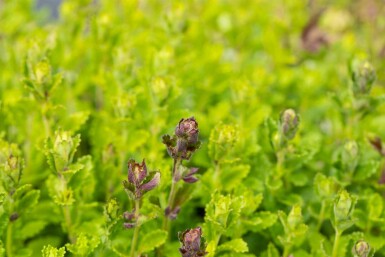 Teucrium chamaedrys