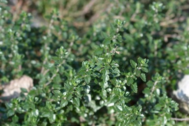 Teucrium lucidrys