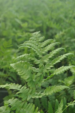 Moerasvaren Thelypteris palustris 5-10 pot P9 Thelypteris palustris