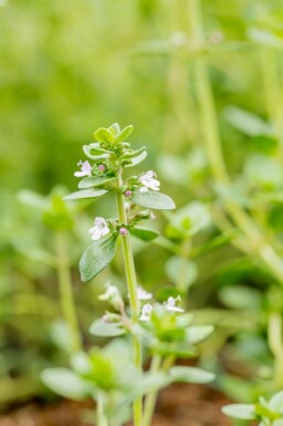 Thymus citriodorus